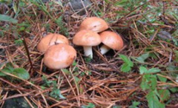 Вспышку отравлений грибами медики ожидают после 10 октября