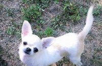 ​Онлайн-база потерянных животных в Днепре: щенок с белыми лапками и пес в розовой кофточке ищут дом (ФОТО)