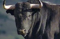 В Черкасской области бык, привезенный на бойню, насмерть забил хозяина