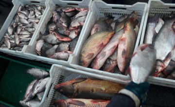 Днепропетровский рыбоохранный патруль задержал нарушителей с 334 экземплярами  раков и 250 кг рыбы