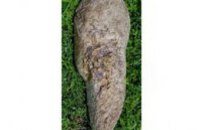 В Днепропетровске археологи раскопали тысячелетнюю статую (ФОТО)