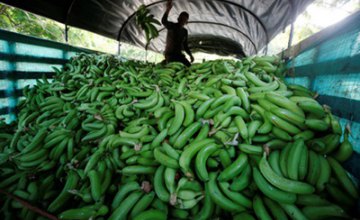  В Испании нашли 7 кг кокаина в резиновых бананах