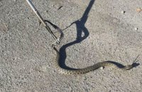В Днепре на остановке общественного траснпорта горожан испугала метровая змея (ФОТО) 