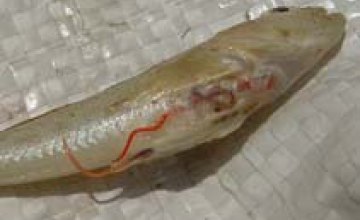 50% хищной рыбы в Днепре заражено паразитами, - эксперт