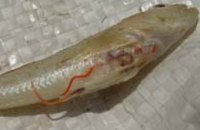 50% хищной рыбы в Днепре заражено паразитами, - эксперт