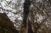 На Днепропетровщине спасатели помогли слезть коту, который находился на 8-метровом дереве
