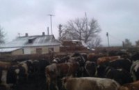 Украинские пограничники задержали 40 голов контрабандного скота