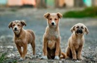 ﻿На Днепропетровщине  осудят мужчину за убийство собак