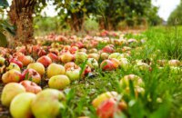 Фермеры Днепропетровщины отказываются собирать урожай яблок: стали известны причины