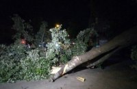 В центре Днепра дерево упало на проезжую часть и перекрыло движение транспорта (ФОТО)