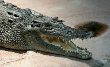 На Шри-Ланке спасли гигантского крокодила (ВИДЕО)