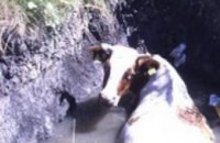 В Днепропетровской области МЧСники спасали корову
