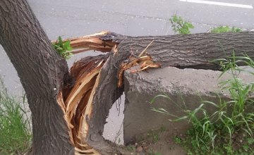 В центре Киева на проезжую часть упало дерево