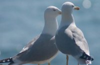 В Азовском море найдены тысячи погибших птиц