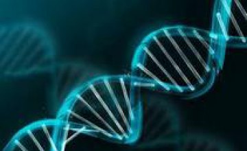 Учёные рассказали, как гены влияют на образ жизни человека