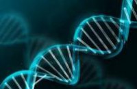 Учёные рассказали, как гены влияют на образ жизни человека