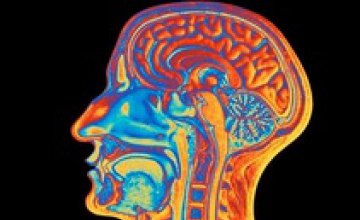 Ученые объяснили причину превосходства мозга человека