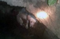 В Днепре спасли щенка, который упал в 2-метровую яму (ФОТО)