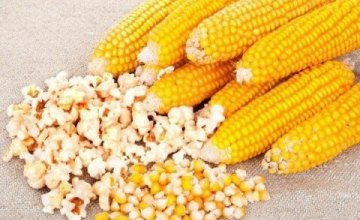 ​В Украину пытались провезти более 60 тонн зараженной кукурузы из США