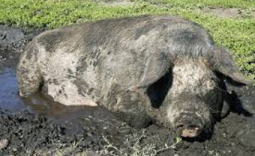 В Петриковском районе недобросовестный фермер выбросил возле трассы 23 трупа погибших свиней