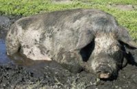 В Петриковском районе недобросовестный фермер выбросил возле трассы 23 трупа погибших свиней