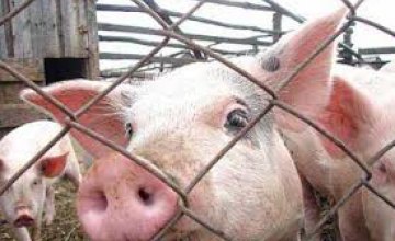 Днепропетровская и Запорожская области единственные в Украине, где нет африканской чумы свиней, - Госпродпотребслужба