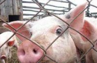 Днепропетровская и Запорожская области единственные в Украине, где нет африканской чумы свиней, - Госпродпотребслужба