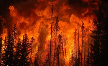 За 2020 год на Днепропетровщине выгорело почти 80 га леса