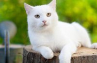 В Днепропетровской области спасли кота, застрявшего на 7-метровой высоте
