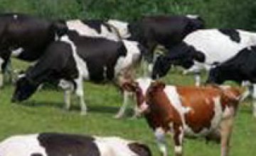 В Днепропетровской области иностранец попался на краже 18 коров