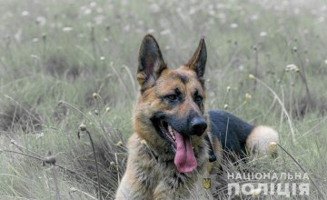 В Никополе служебный пес поймал убийцу 