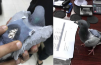 В Кувейте поймали голубя-курьера c полным рюкзаком наркотиков (ФОТО)
