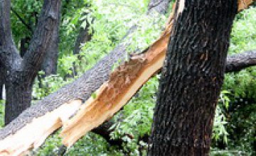 Сегодня  с улиц Днепропетровска убрали около 100 поваленных деревьев