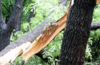 Сегодня  с улиц Днепропетровска убрали около 100 поваленных деревьев