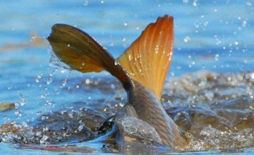 За выходные в Днепропетровской области браконьеры нанесли ущерб рыбному хозяйству на сумму более 12 тыс. грн