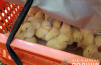 В Днепропетровской области сотрудники птицефабрики  украли 400 цыплят (ФОТО)