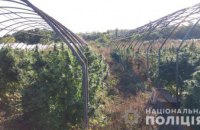 В Солонянском районе отец с сыном вырастили более 200 кустов конопли (ФОТО) 