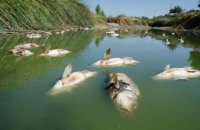 13 случаев мора рыбы: итог летнего периода на Днепропетровщине
