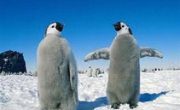К Новому году на пр. Пушкина и ул. Комсомольской появятся пингвины 