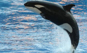 Сегодня отмечают Всемирный день китов