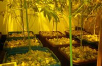Правоохранители Днепропетровщины изъяли марихуану на сумму 400 тыс грн