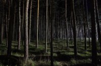 В Павлоградском лесу потерялся человек: на поиски мужчины вышли волонтеры