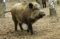 В Хмельницкой области зафиксировали первую вспышку чумы свиней