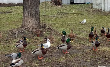 «Утки знают, что делать в катастрофических ситуациях»: орнитолог о разливе озера в парке Глобы