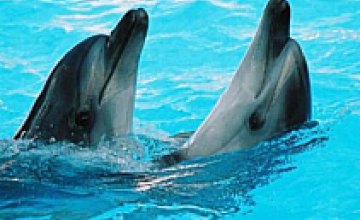 В Крыму работники МЧС борются за жизнь дельфинов