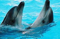 В Крыму работники МЧС борются за жизнь дельфинов