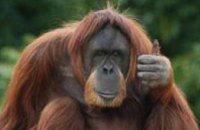 В Аргентине за орангутаном признали права человека