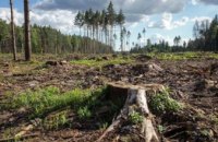 За добу правоохоронці Дніпропетровщини задокументували чотири факти незаконної вирубки дерев 