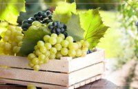  «Полезная программа»: какой виноград полезнее – зеленый, синий или красный?