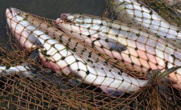 С начала года браконьеры выловили из водоемов Днепропетровщины более тонны рыбы